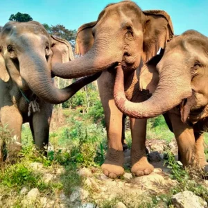 🐘 Soins des éléphants + Rafting en eau vive + Karen Long Neck