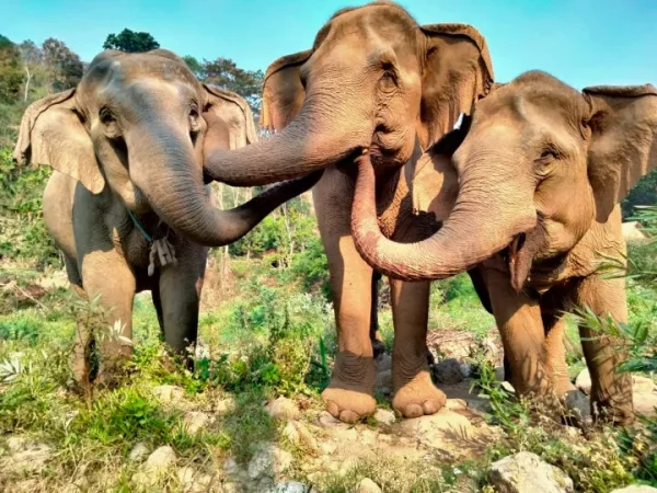 🐘 Soins des éléphants + Rafting en eau vive + Karen Long Neck