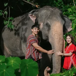 🐘 Phuket Elephant Care – Un moment mémorable avec les éléphants