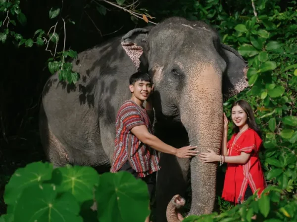🐘 Phuket Elephant Care – Un moment mémorable avec les éléphants
