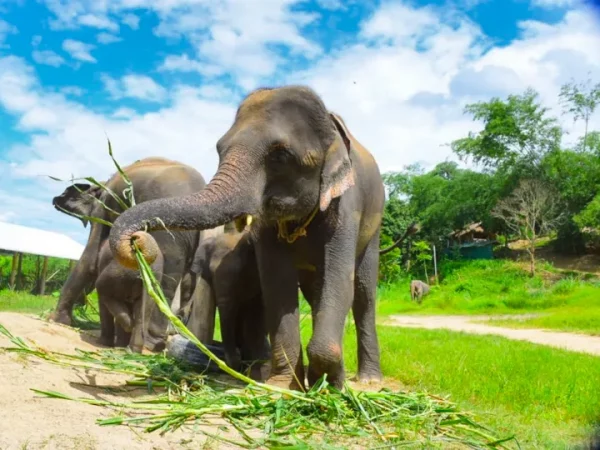 🐘 Elephant Retirement Park Phuket – Programme de soins (demi-journée – Image 2