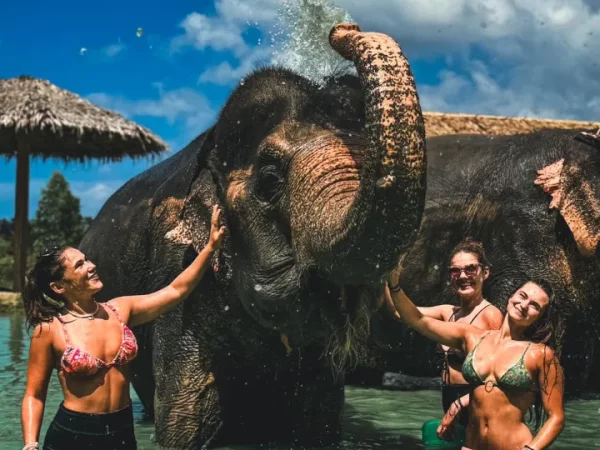🐘 Phuket Elephant Care – Un moment mémorable avec les éléphants - Image 2