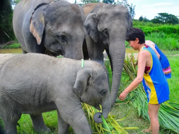 🐘 Elephant Retirement Park Phuket – Programme de soins (demi-journée – Image 3