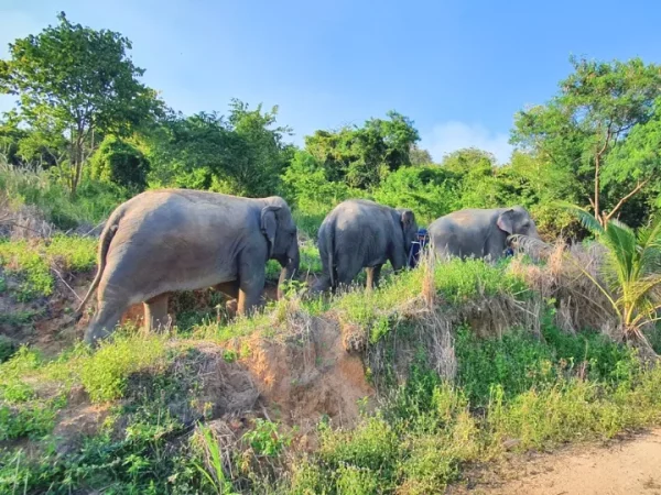 🐘 Visite éthique d’un sanctuaire d’éléphants – Départ de Bangkok - Image 3