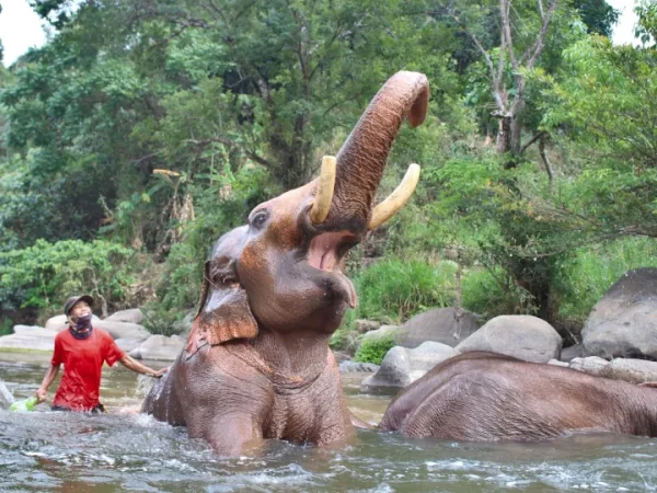 🐘 Soins des éléphants + Rafting en eau vive + Karen Long Neck - Image 3