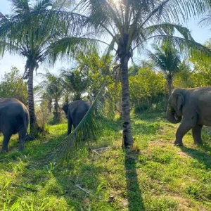 🐘 Visite éthique d’un sanctuaire d’éléphants – Départ de Bangkok