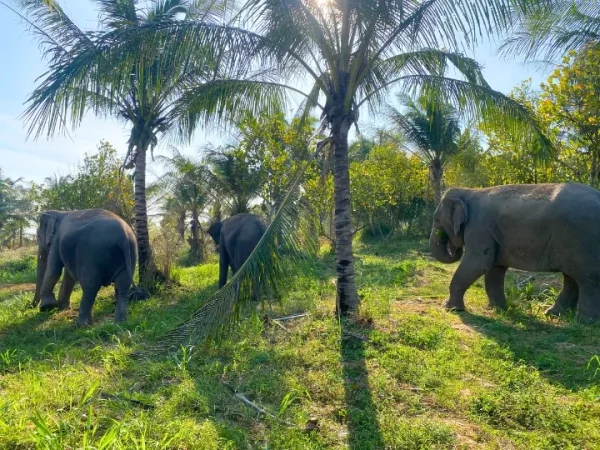 🐘 Visite éthique d’un sanctuaire d’éléphants – Départ de Bangkok
