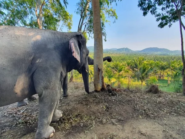 🐘 Visite éthique d’un sanctuaire d’éléphants – Départ de Bangkok - Image 4