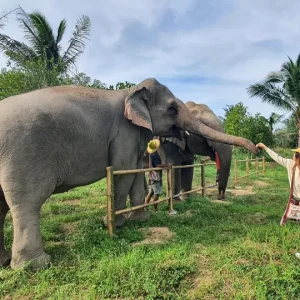🐘 Visite éthique du sanctuaire d’éléphants – Départ de Bangkok