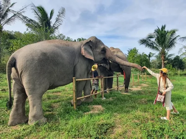 🐘 Visite éthique d’un sanctuaire d’éléphants – Départ de Bangkok - Image 2