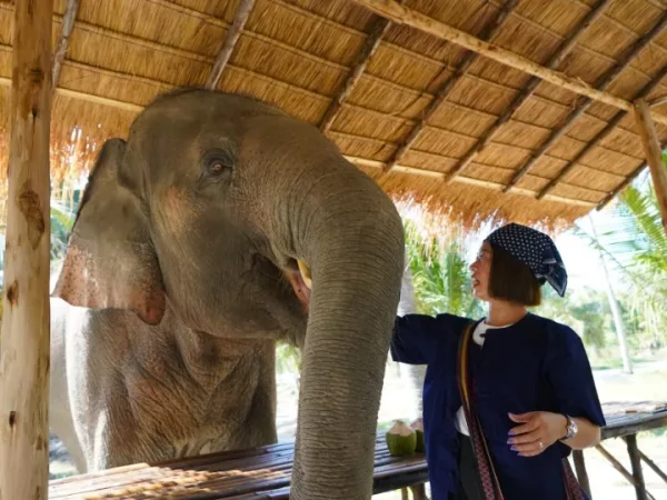 🐘 Visite éthique d’un sanctuaire d’éléphants – Départ de Bangkok - Image 5