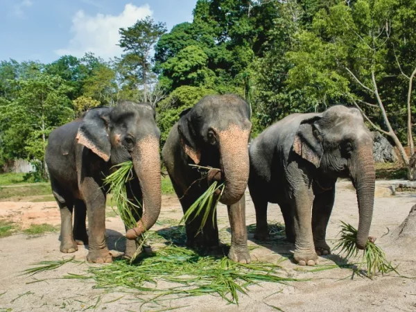 🌿 Sanctuaire des éléphants d’Ao Nang – Demi-journée éthique avec les éléphants