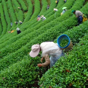 🌿 Doi Wawee & Doi Chang – Café, thé et villages ethniques