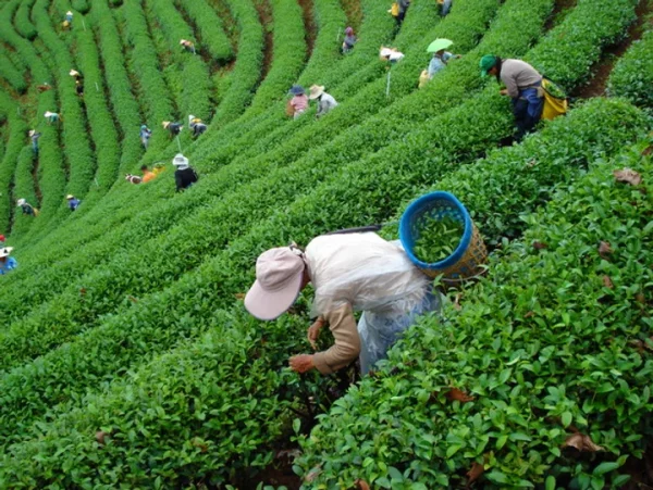🌿 Doi Wawee & Doi Chang – Café, thé et villages ethniques