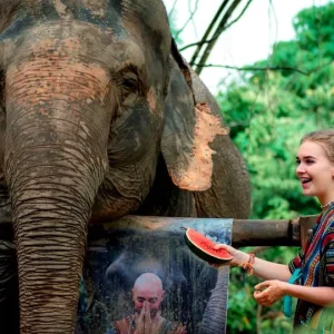 🐘 Elephant Jungle Sanctuary – Alimentation & Douche
