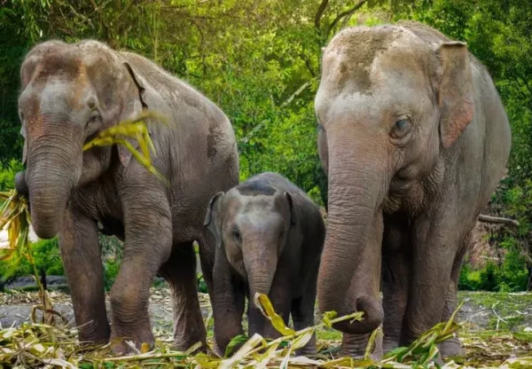 🐘 Elephant Jungle Sanctuary Phuket – Journée complète de marche avec les éléphants - Image 2