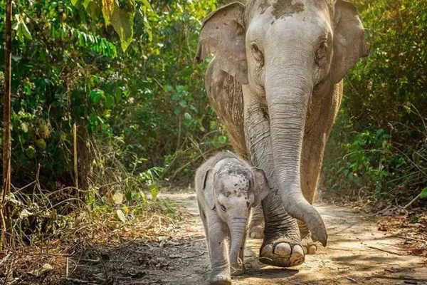 🐘 Elephant Jungle Sanctuary Phuket – Journée complète de marche avec les éléphants - Image 4