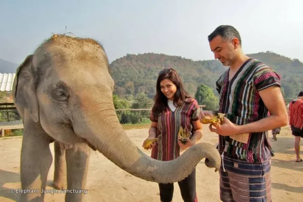 🐘 Elephant Jungle Sanctuary Phuket – Journée complète de marche avec les éléphants - Image 3
