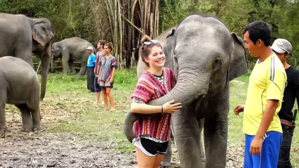 🐘 Elephant Jungle Sanctuary Phuket – Journée complète de marche avec les éléphants