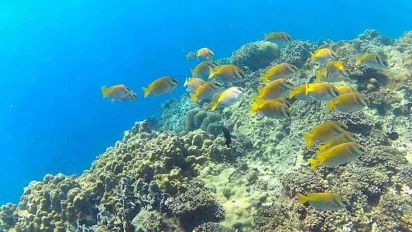 🏝️ Phi Phi, Maya Bay et l’île de Khai en hors-bord – Excursion budget au départ de Phuket – Image 4
