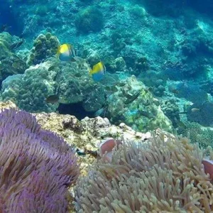 💎 L’île du Cœur d’Émeraude (Cock’s Comb Island – Myanmar)