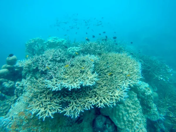🌴 Koh Tao Premium – Koh Nang Yuan & Snorkeling (25 personnes max) – Image 2