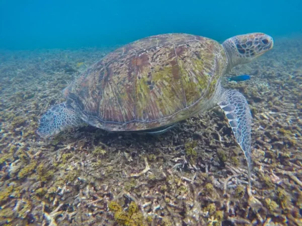 🌴 Koh Tao Premium – Koh Nang Yuan & Snorkeling (25 personnes max) – Image 3