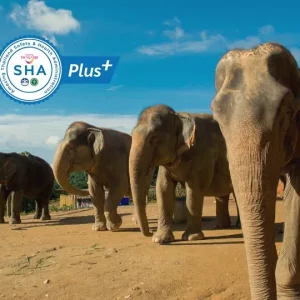 🐘 Sanctuaire de la jungle des éléphants – Phuket