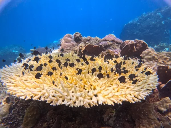 🌊 Itinéraires selon la date de votre visite – Image 3