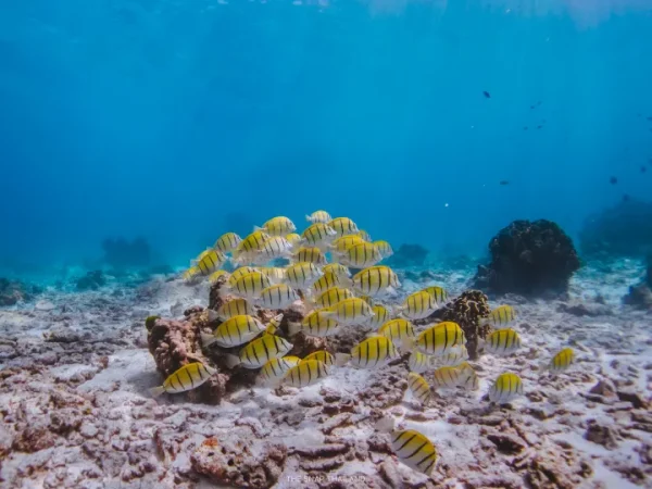 🛥️ Excursion Premium d'une journée – Îles Similan avec Wow Andaman - Image 5