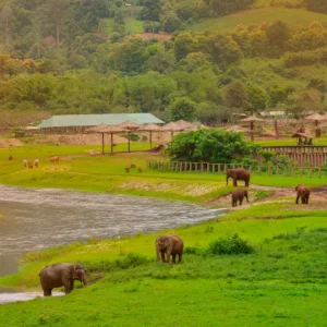 🐘 Journée complète : Soins aux éléphants + Cascade + Rafting en bambou – Chiang Mai