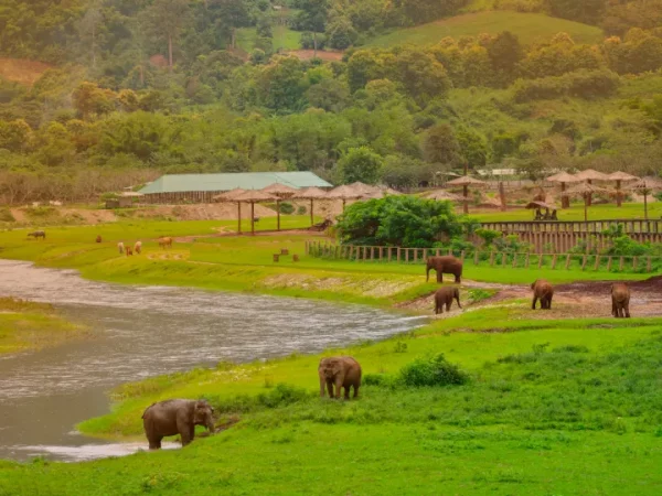 🐘 2 jours / 1 nuit – Immersion au sanctuaire des éléphants – Image 4