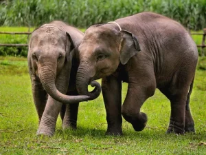 🐘 Sanctuaire des éléphants dans la jungle – Chiang Mai – Image 2
