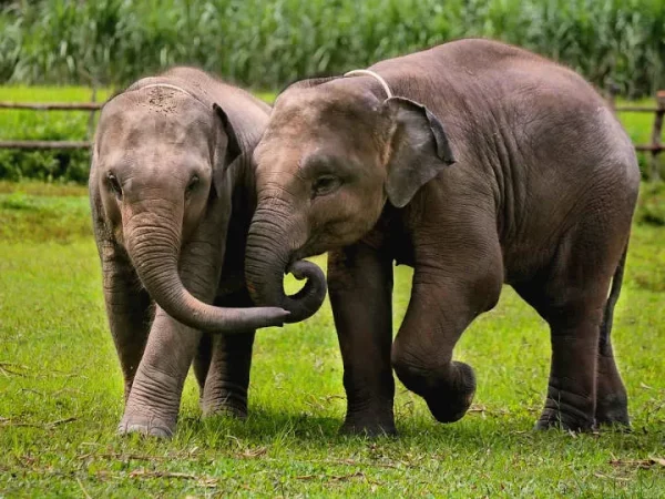 🐘 Sanctuaire des éléphants dans la jungle – Chiang Mai – Image 2