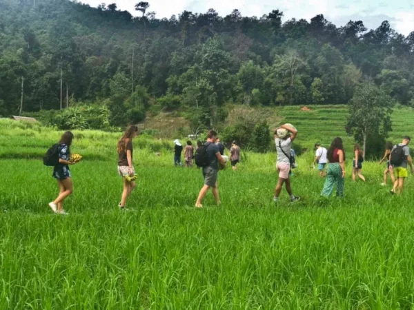 🐘 Journée complète : Soins aux éléphants + Cascade + Rafting en bambou – Chiang Mai – Image 2