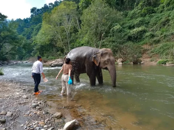 🐘 Combo Aventure Chiang Mai : Éléphants, Karen Long Neck, Rafting & Tyrolienne – Image 2