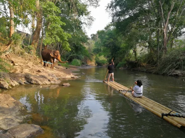 🐘 2 jours / 1 nuit – Immersion au sanctuaire des éléphants – Image 2