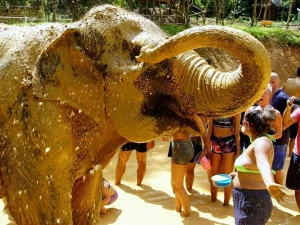 🐘 Sanctuaire des éléphants dans la jungle – Chiang Mai