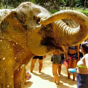 🐘 Sanctuaire des éléphants dans la jungle – Chiang Mai
