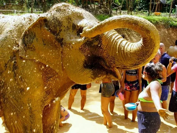 🐘 Sanctuaire des éléphants dans la jungle – Chiang Mai