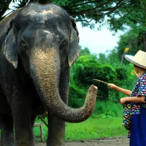 🐘 Sanctuaire des éléphants de Kanta – Demi-journée éthique