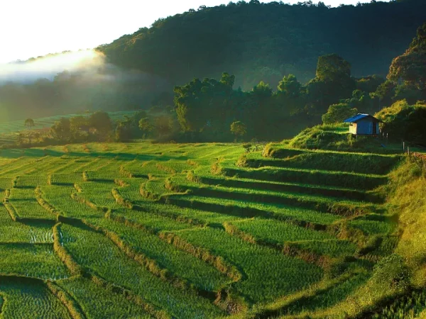 ⛰️ Doi Inthanon + Randonnée Pha Dok Siew – Excursion Nature - Image 3