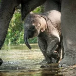 🐘 Cascade Collante + Sanctuaire d’Éléphants – Journée Éthique et Nature 💰 Prix : 1 790 THB / adulte
