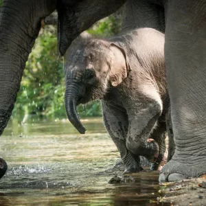 🐘 Cascade Collante + Sanctuaire d’Éléphants – Journée Éthique et Nature 💰 Prix : 1 790 THB / adulte