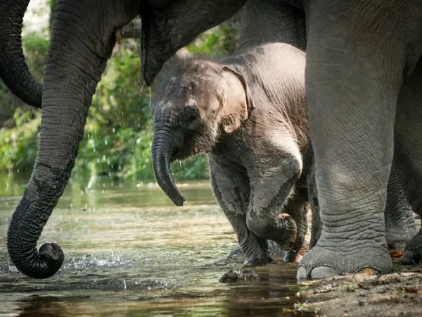🐘 Sanctuaire des éléphants dans la jungle – Chiang Mai – Image 4