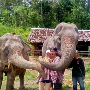 🐘 2 jours / 1 nuit – Immersion au sanctuaire des éléphants