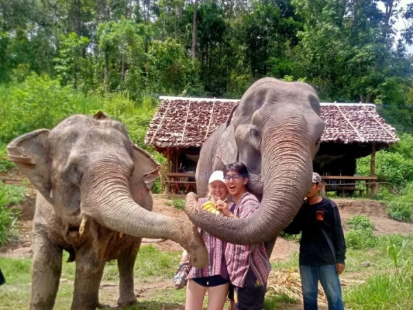🐘 2 jours / 1 nuit – Immersion au sanctuaire des éléphants
