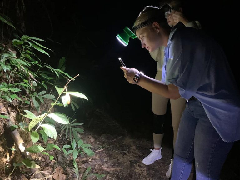 🌌 Randonnée Nocturne dans la Jungle de Khao Sok - Image 4