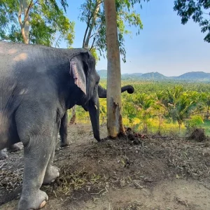 🌿 Living Green Elephant Sanctuary Chonburi – depuis Pattaya ou Bangkok