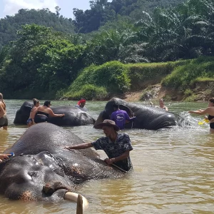 🐘 Baignade avec les Éléphants – Khao Sok